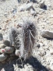 Lemaireocereus hollianus