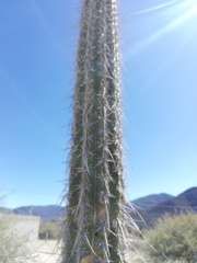 Lemaireocereus hollianus