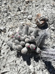 Mammillaria sphacelata