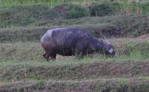 Domestic Water Buffalo
