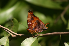 Hypanartia paullus