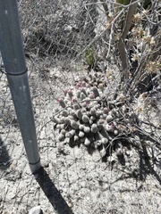 Mammillaria sphacelata