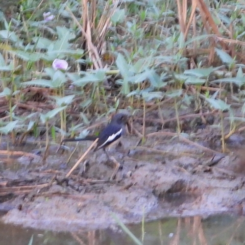 Oriental Magpie-Robin