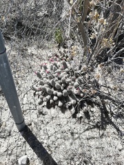 Mammillaria sphacelata