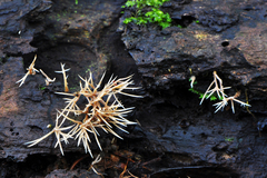 Pterula subulata