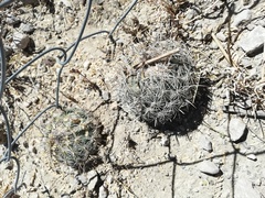 Coryphantha pallida