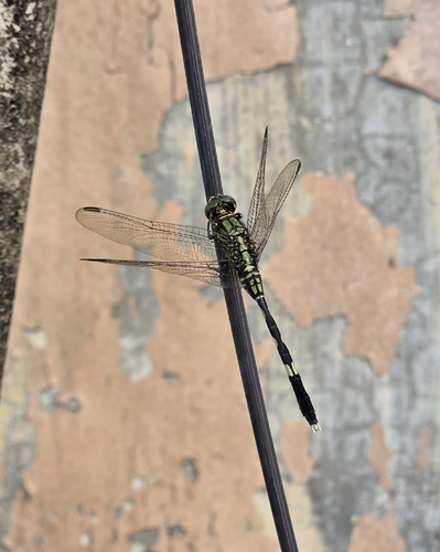 Orthetrum sabina