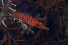 Oxycirrhites typus