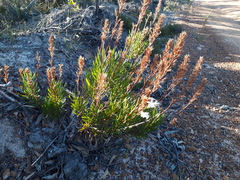 Goodenia scapigera
