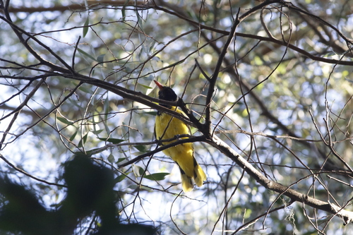 Black-headed Oriole (Oriolus larvatus), photo 2