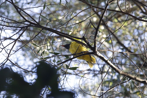 Black-headed Oriole (Oriolus larvatus), photo 3