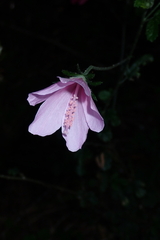 (c) Karen Eichholz, some rights reserved (CC BY) Hibiscus pedunculatus, photograph (c) Karen Eichholz, some rights reserved (CC BY)