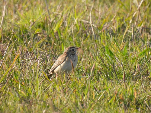 Bisbita de Richard (Anthus richardi)