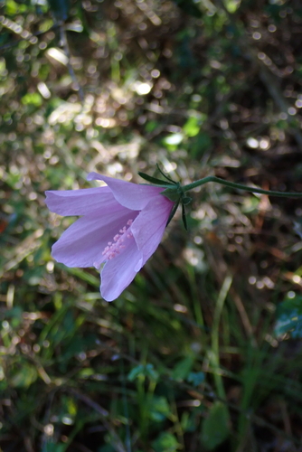 Hibiscus pedunculatus, photograph 4