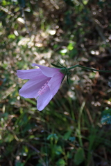 (c) Karen Eichholz, some rights reserved (CC BY) Hibiscus pedunculatus, photograph (c) Karen Eichholz, some rights reserved (CC BY)