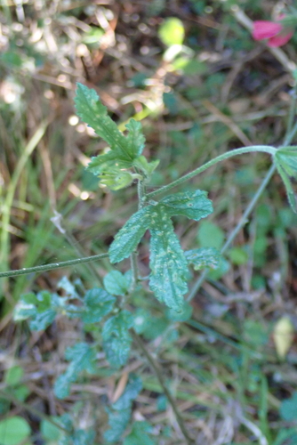 Hibiscus pedunculatus, photograph 5