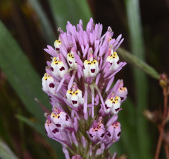 Castilleja densiflora