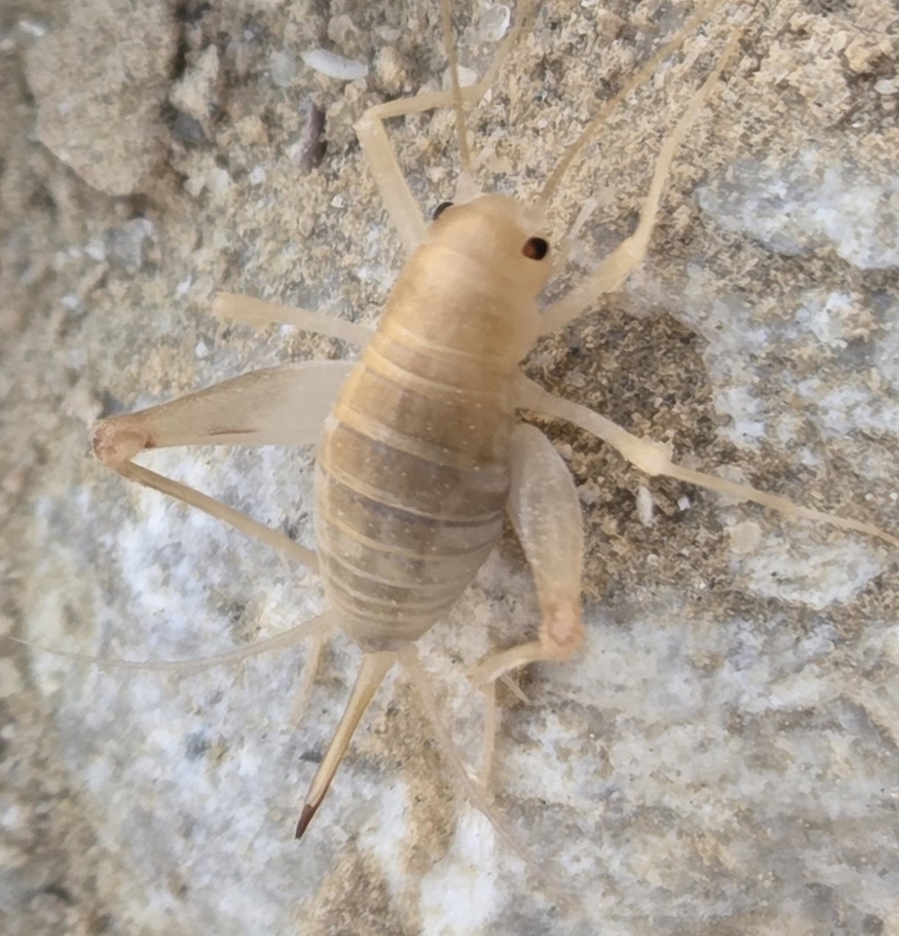 Bothriophylacinae