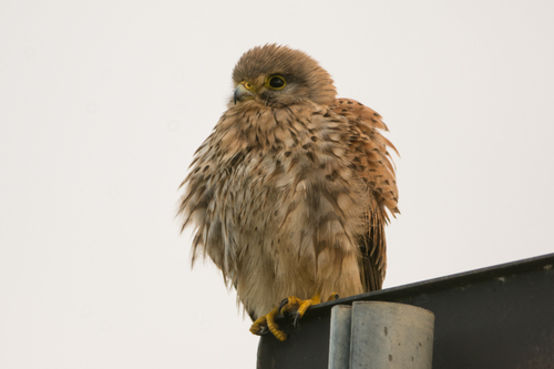 Turmfalke