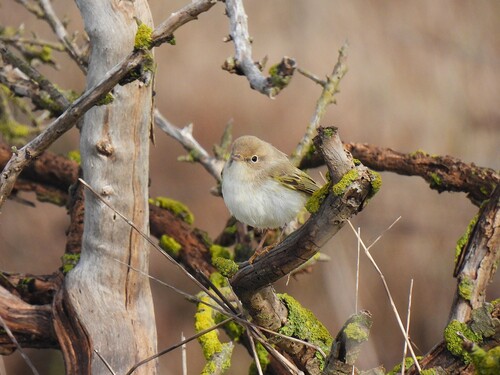 Mosquitero papialbo (Phylloscopus bonelli)