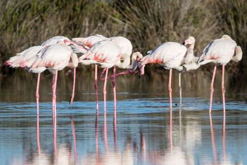 Greater Flamingo