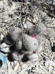Mammillaria haageana meissneri