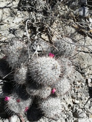 Mammillaria haageana meissneri