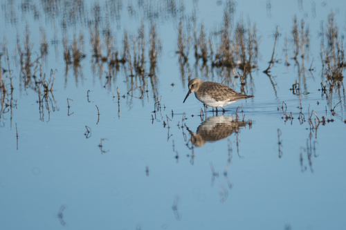 Dunlin
