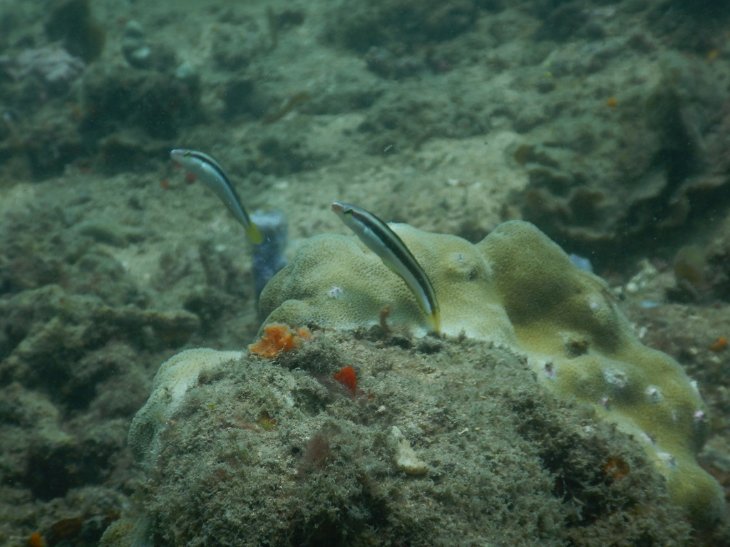 Lance blenny