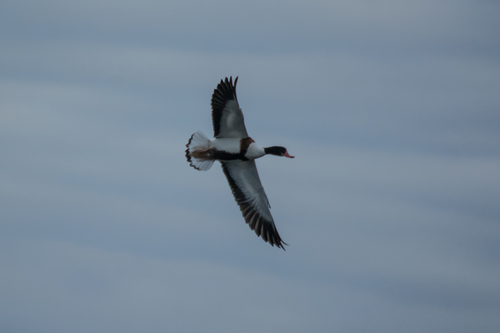 Common Shelduck