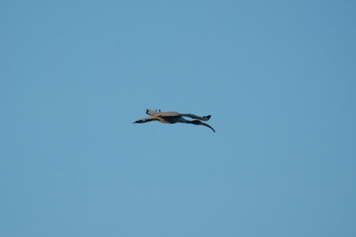 Ibis sacro