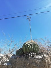 Mammillaria haageana meissneri