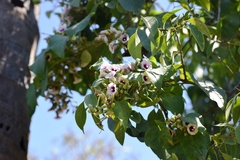 Ipomoea staphylina