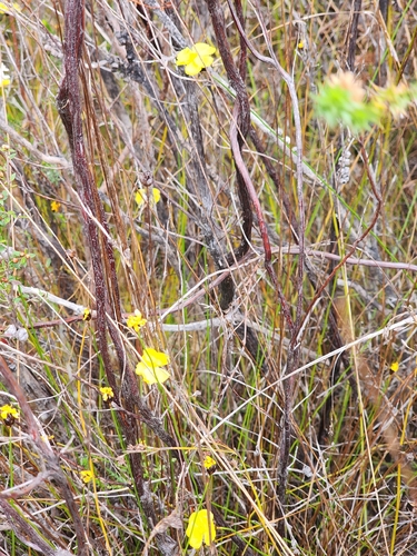 Xyris gracilis observed 2026-01-18