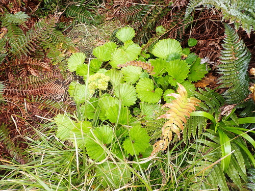 Azorella polaris, photograph 6