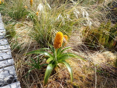 Bulbinella rossii, photograph (c) Jacob Littlejohn, some rights reserved (CC BY-SA)