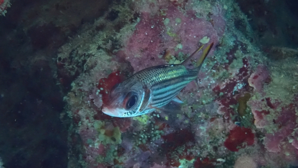 Armed squirrel-fish (Neoniphon sammara) — Holocentridae