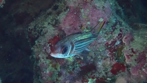 Armed squirrel-fish (Neoniphon sammara) — Holocentridae