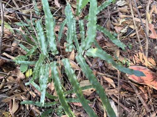 Lygodium salicifolium observed 2026-01-18