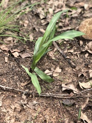 Paspalum mandiocanum