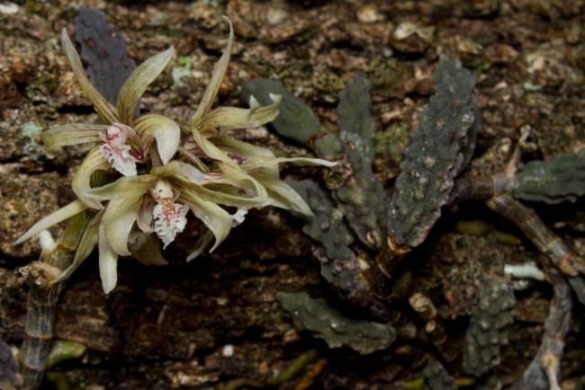 Dendrobium cucumerinum Macleay ex Lindl. 2