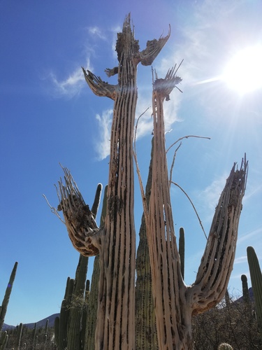 Cephalocereus tetetzo (Cephalocereus tetetzo)
