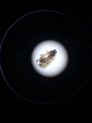 Bodilus punctipennis