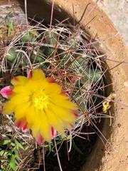 Hamatocactus hamatacanthus hamatacanthus