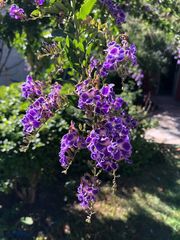 Duranta erecta