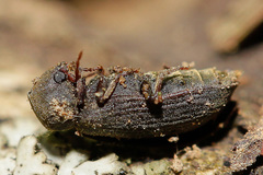 Cacotemnus