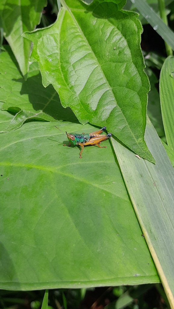 Caryanda spuria (Caryanda spuria)