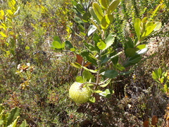 Banksia lemanniana