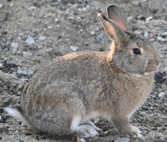 Lepus coreanus