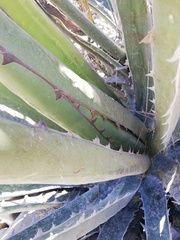 Agave peacockii